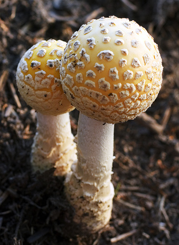 mushroom-2-9-2006.jpg